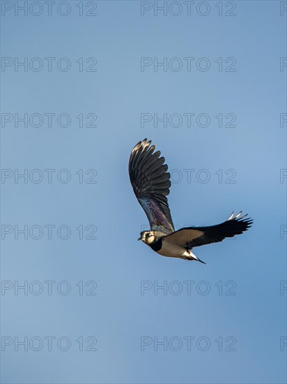 Northern Lapwing