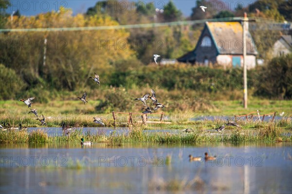 Eurasian Wigeon