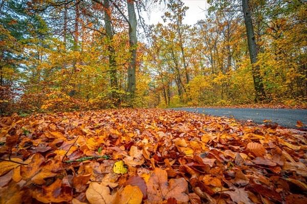 Various colourful leaves along the wayside in a mixed forest in autumn