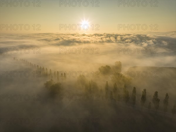 Aerial view of the Radolfzeller Aachried with the poplar avenue on the Mooser Damm at sunrise with dense fog over western Lake Constance