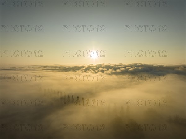 Aerial view of the Radolfzeller Aachried with the poplar avenue on the Mooser Damm at sunrise with dense fog over western Lake Constance