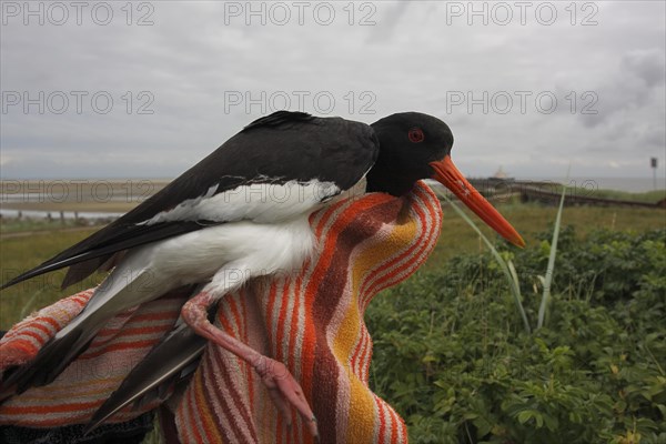 Eurasian oystercatcher