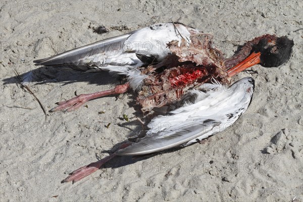 Discovery of a dead eurasian oystercatcher