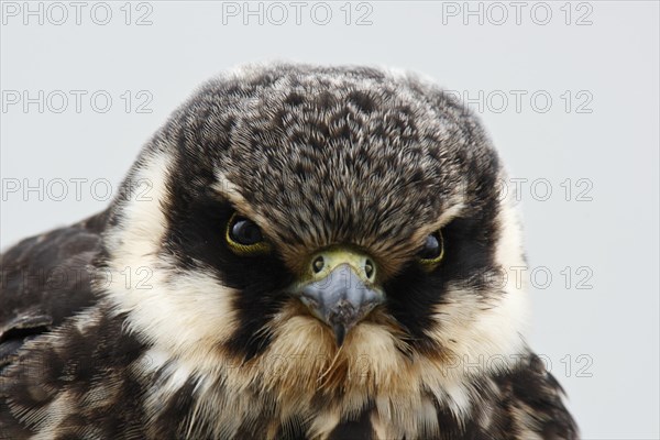 Eurasian hobby