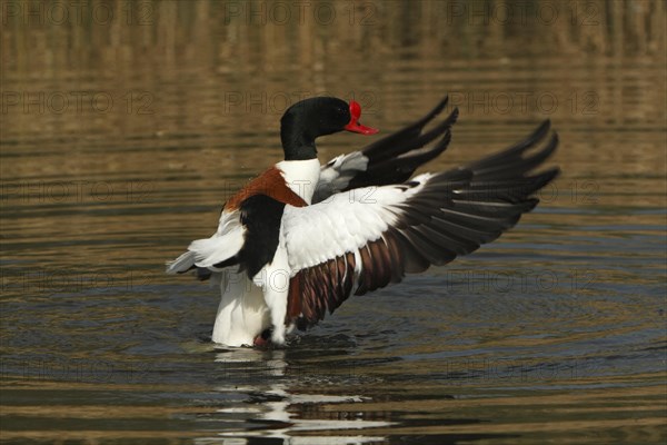 Common shelduck