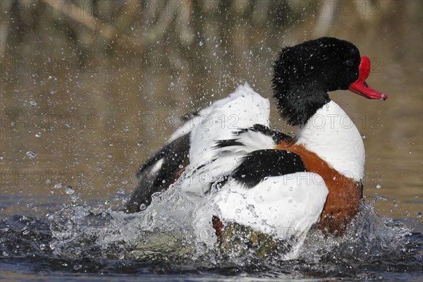 Common shelduck