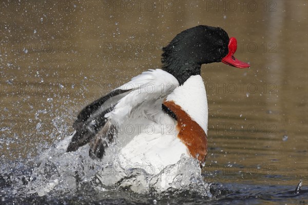 Common shelduck