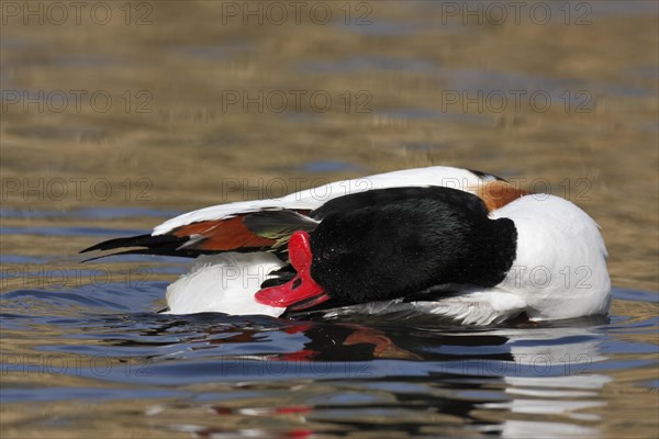 Common shelduck