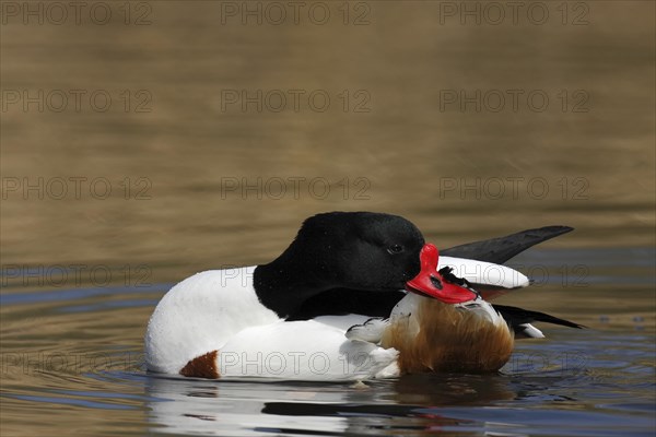 Common shelduck