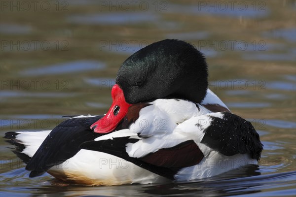 Common shelduck