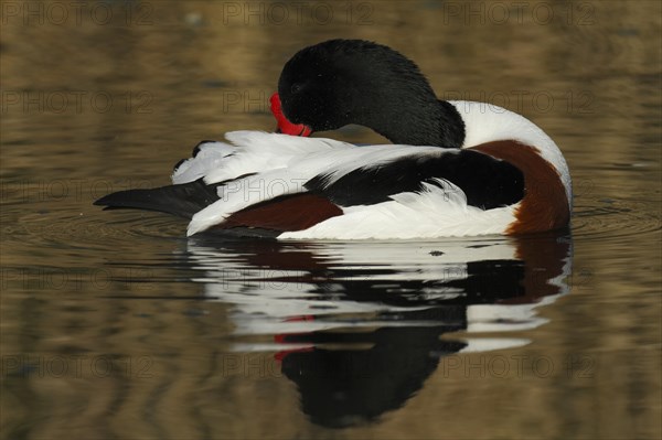 Common shelduck