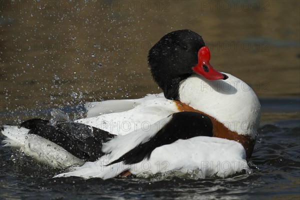 Common shelduck