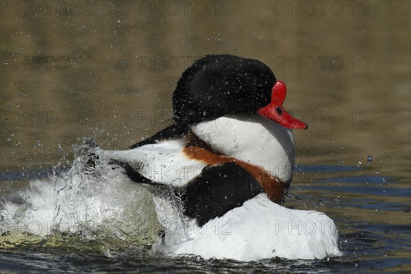 Common shelduck