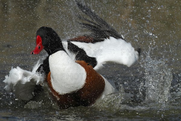 Common shelduck