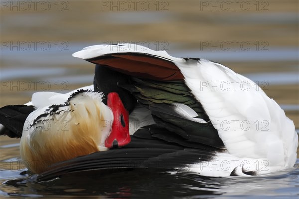 Common shelduck