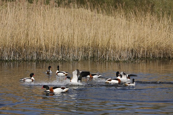 Common shelduck