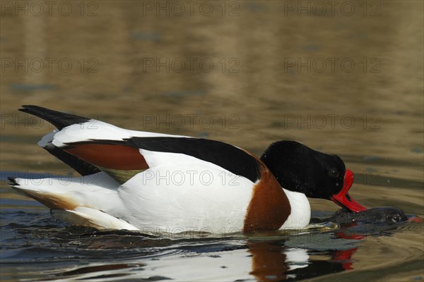 Common shelduck