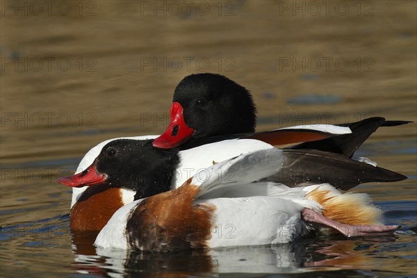 Common shelduck