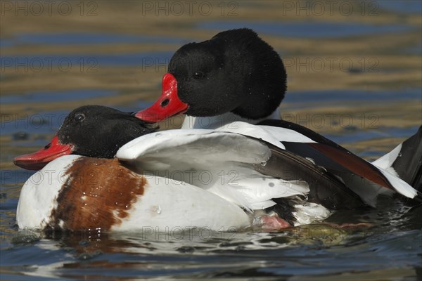 Common shelduck