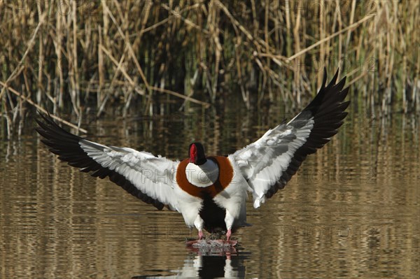 Common shelduck