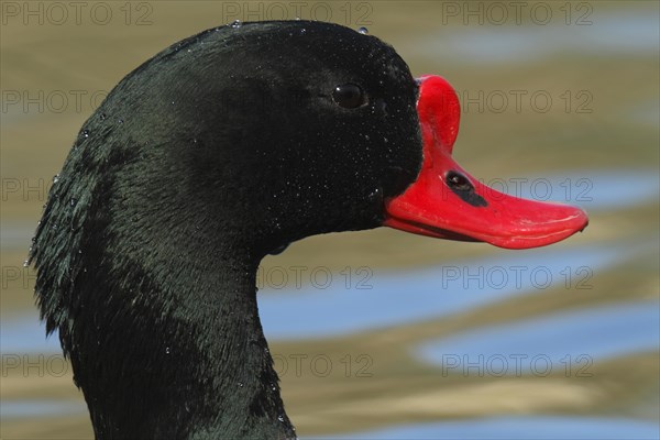 Common shelduck