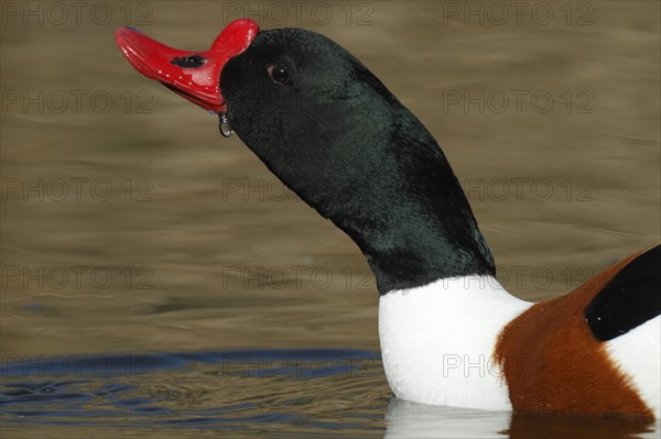 Common shelduck