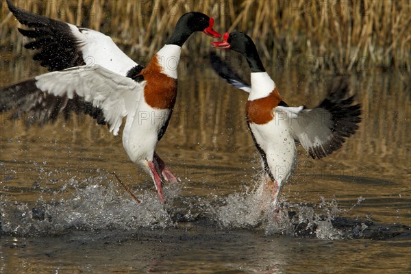 Common shelduck