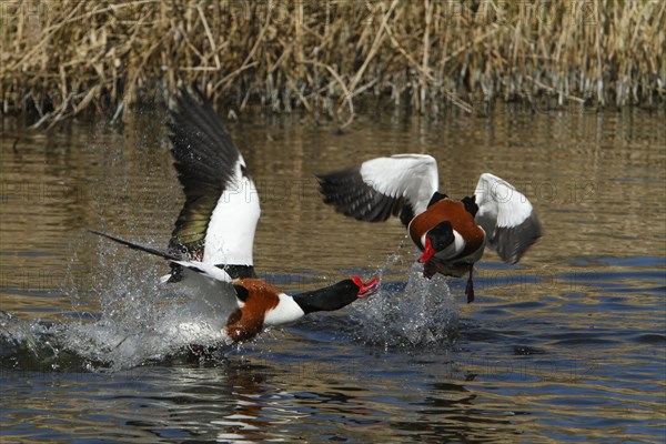 Common shelduck