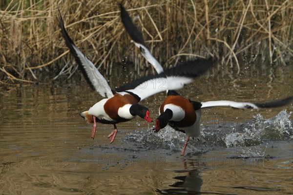 Common shelduck