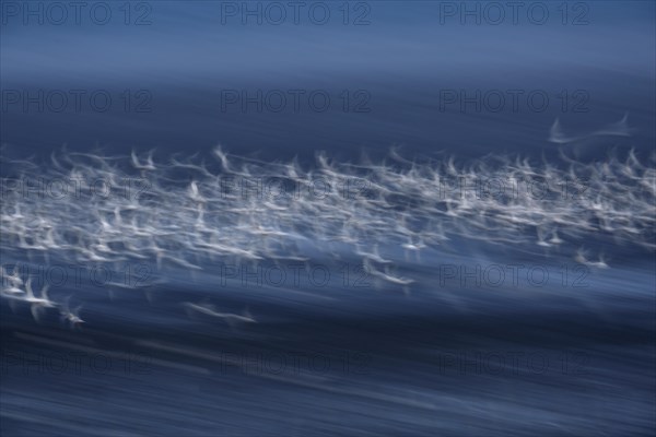 Sandwich tern