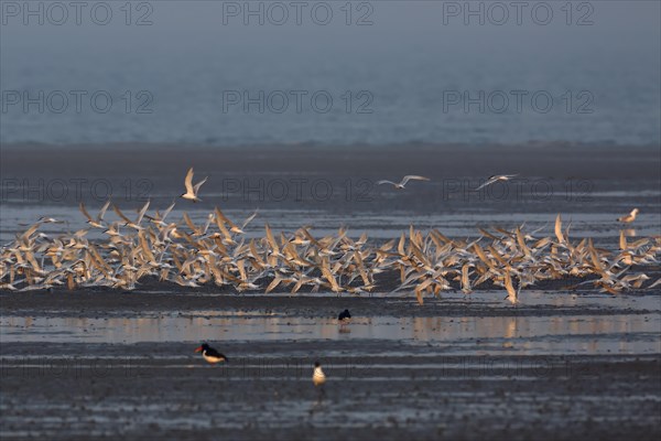 Sandwich tern