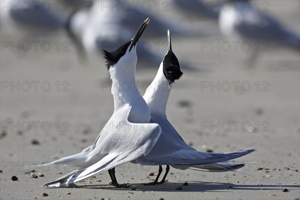 Sandwich tern