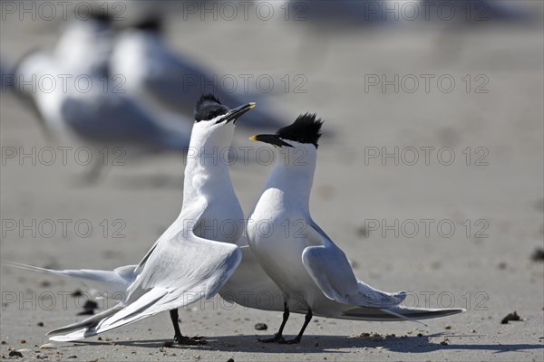 Sandwich tern