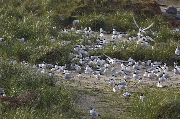 Sandwich tern