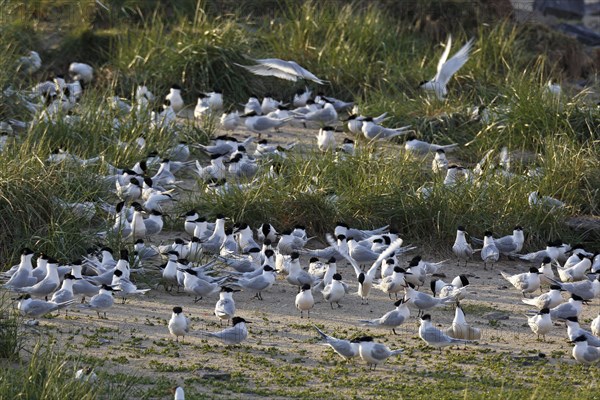 Sandwich tern