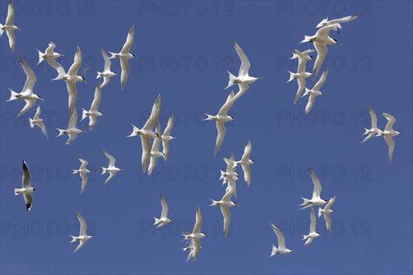 Sandwich Tern