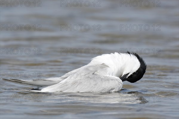 Sandwich tern