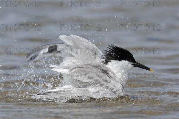 Sandwich tern