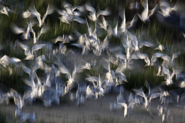 Sandwich tern