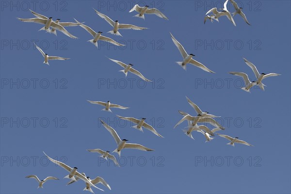 Sandwich Tern