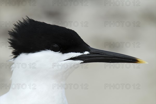 Sandwich Tern