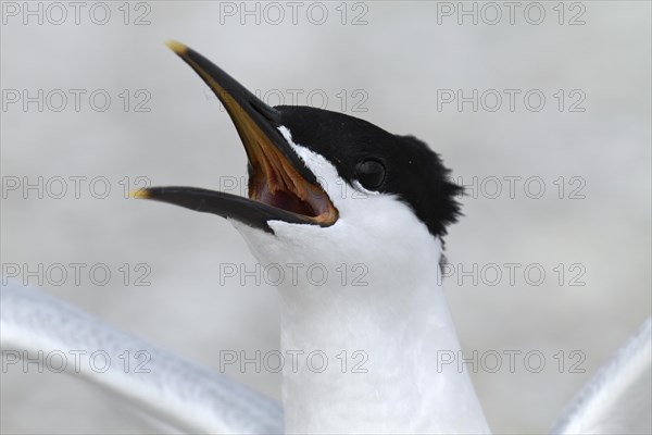 Sandwich tern