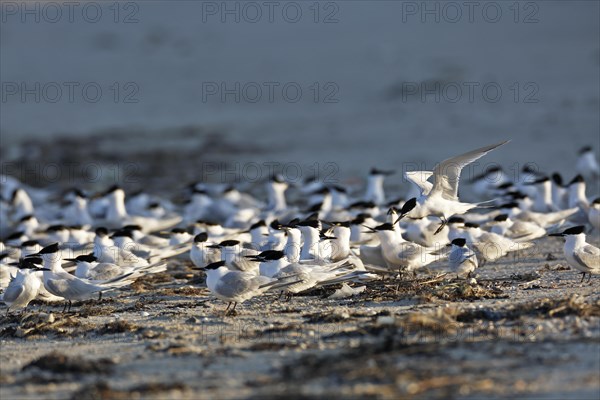 Sandwich tern