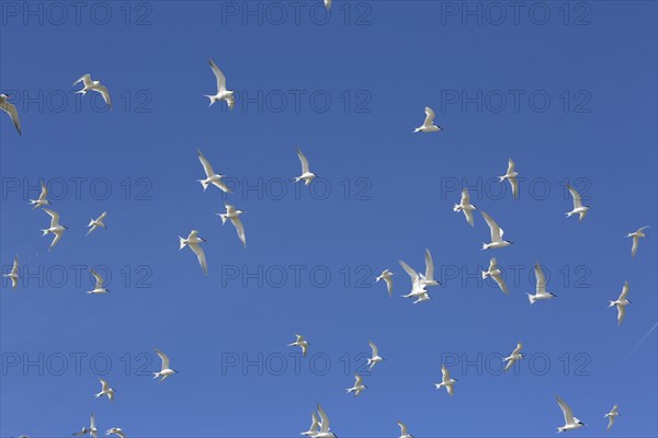 Sandwich Tern