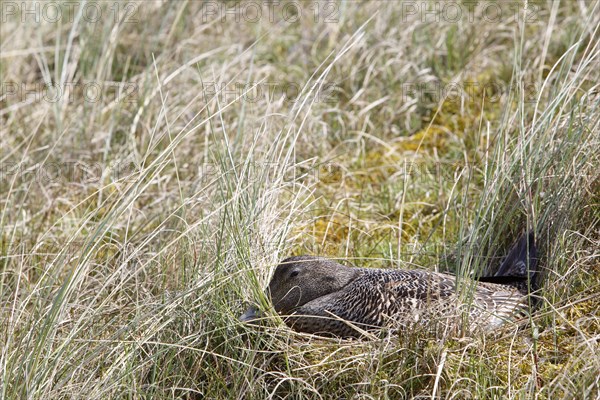 Common eider