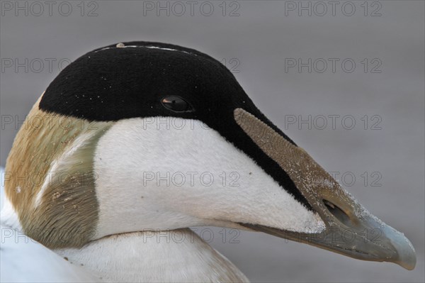 Common eider