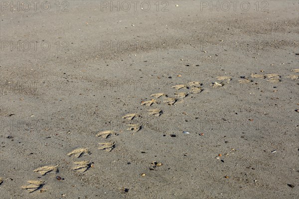 Common eider