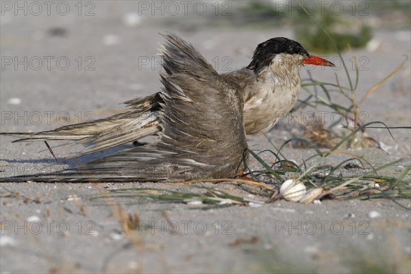 Common Tern