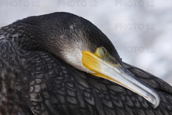 Live find of a great cormorant