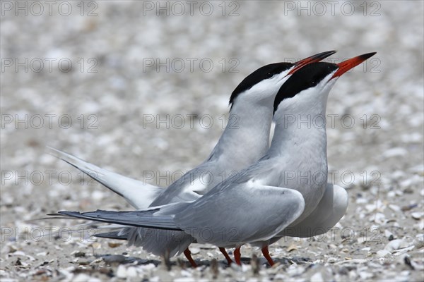 Arctic Arctic Tern